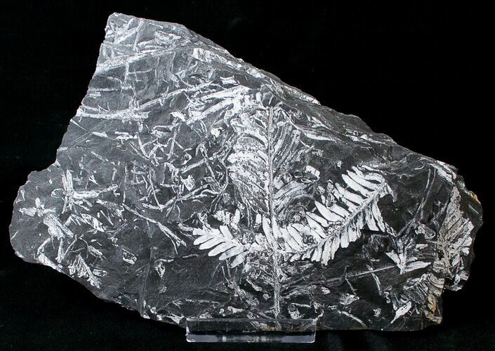 Fossil Seed Fern Plate - Pennsylvania #15856